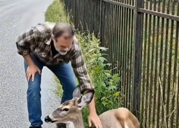 M0402014 Kind old man rescues a deer from a fence #animals part2