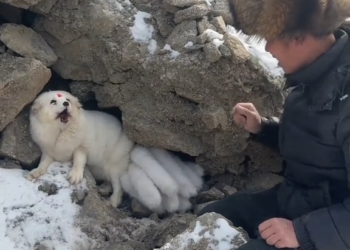 M0402018 #WhiteFox #CutePet #NineTailedFox Seeing a nine-tailed fox brings good luck. Part 1