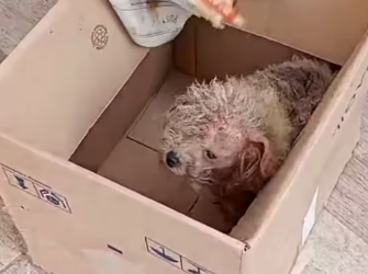 M0102005_Rufus. Nuestro propósito es salvar vidas… y demostrar que el amor también cura. �❤️ Rescate Animal Aguilares_part2