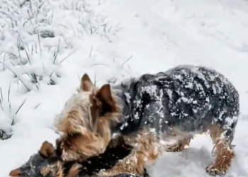 M0502002_A Truck Driver Rescues a Dog Family Shivering in the Cold During Snowfall