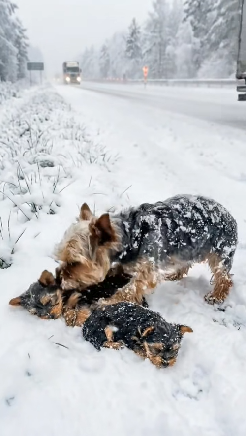 M0502002_A Truck Driver Rescues a Dog Family Shivering in the Cold During Snowfall