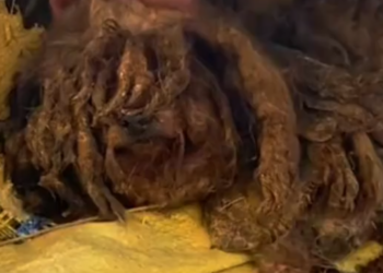 M0502004_Mó has spent almost a lifetime wandering #pet #cat #dog #puppy