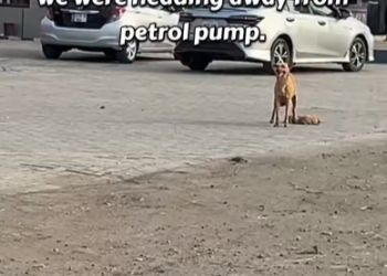 M0502005_For days she sat where she was left… and every passing car felt like it could be him. Rescue Cat Sanctuary