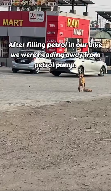 M0502005_For days she sat where she was left… and every passing car felt like it could be him. Rescue Cat Sanctuary