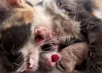 M0502006_#accadeoggi #loveforanimals❤ #viralvideoflyp #emanuelecaiello80