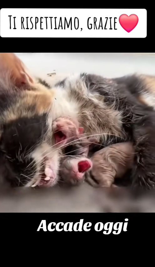 M0502006_#accadeoggi #loveforanimals❤ #viralvideoflyp #emanuelecaiello80