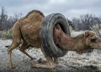 M0802001_Successful Rescue Mission Saves Camel in Distress #rescue #animal #unitedstates _part2