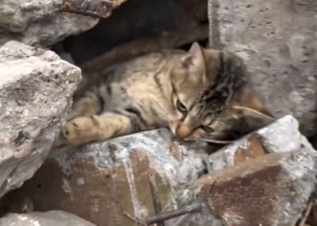 M0802002_I saw the mother of kittens and then this happened 🥰 #rescue #cat #kittensoftiktok #animal #animalrescue _part2