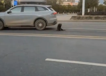 M0802004_A car ran over this poor dog, I rescued it and then this happened 🥰 #rescue #dog #animal #rescuedog #rescueanimals _part2