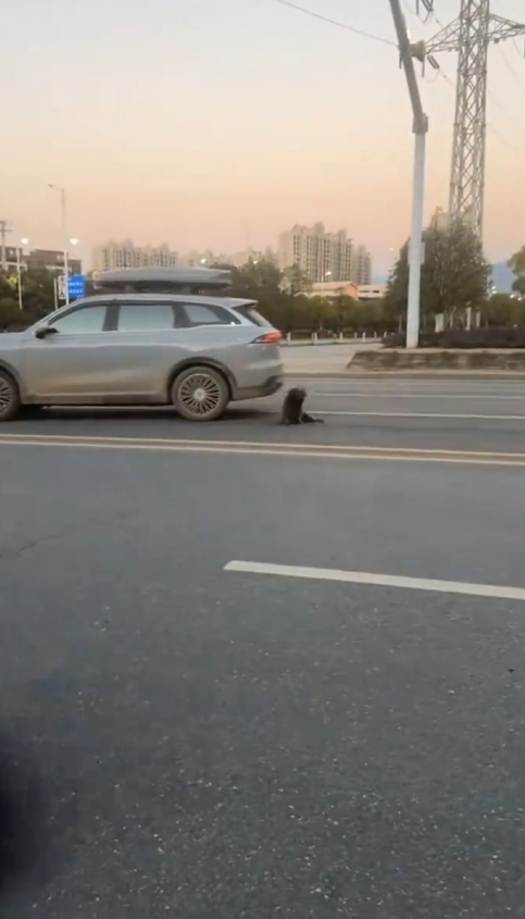 M0802004_A car ran over this poor dog, I rescued it and then this happened 🥰 #rescue #dog #animal #rescuedog #rescueanimals _part2