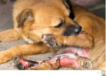 M0802004_A car ran over this poor dog, I rescued it and then this happened 🥰 #rescue #dog #animal #rescuedog #rescueanimals _part2