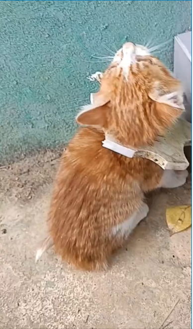 M0802005_rescue poor kitten and happy ending 🥰 #rescue #kitten #kittenlove #babyanimals #fyp/