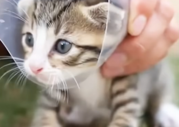 M0802008_Plastic Bottle Trap Kitten Stuck While Mother Panics #cat #animalrescue #catrescue #saves #fyp Rendi Andika Olen_part2