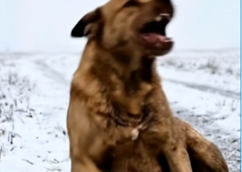 M0802009_A Mother Dog’s Desperate Cry in Silent Pain_part2