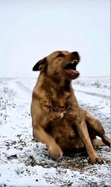 M0802009_A Mother Dog’s Desperate Cry in Silent Pain_part2