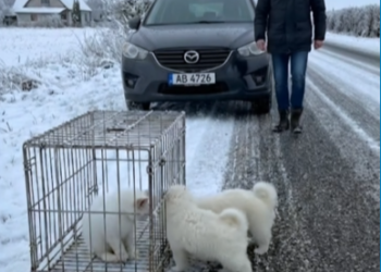 M0802011_Abandoned Cat in a Cage & Two Dogs Nearby 🐕🐾 #cat #kitten #kitty #doglover #dog #doglife #dogoftheday #catofthe_part2