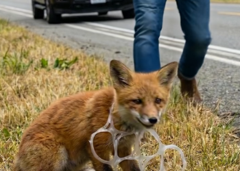 M0802013_A Brave Man Saves a Fox Kit’s Life on the Roadside #reelsvideo #reelsviral Wildora_part2
