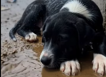M0102006_He was alone, scared, and forgotten until a kind-hearted girl gave him a new beginning �� #dogrescue #animalres_part2