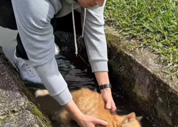 M0802014_One Act of Kindness Saved This Tiny Orange Kitten’s Life 💔➡️❤️ A young man noticed a tiny orange kitten unconsc_part2