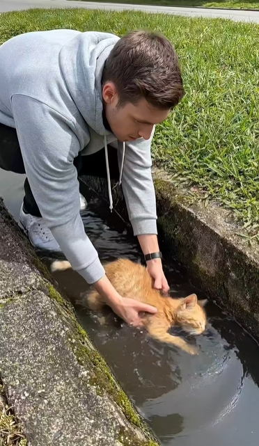 M0802014_One Act of Kindness Saved This Tiny Orange Kitten’s Life 💔➡️❤️ A young man noticed a tiny orange kitten unconsc_part2