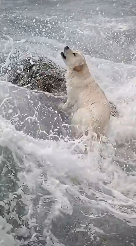 M0802015_Stranded on a Rock in a Violent Ocean Labrador Dog Rescue _part2