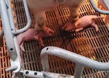 M0902001_A mother pig abandoned her two newborn piglets.The poor little piglets were barely clinging to life.After I kept trying to save them, they fi