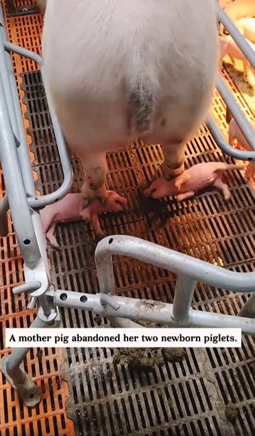 M0902001_A mother pig abandoned her two newborn piglets.The poor little piglets were barely clinging to life.After I kept trying to save them, they fi