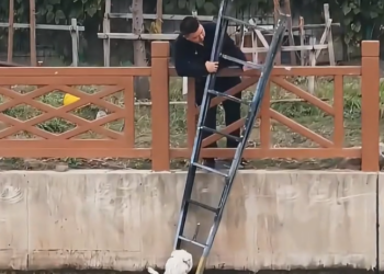 M0902005_A poor little dog fell into the river，and then…#rescue #animals#dog#fyp