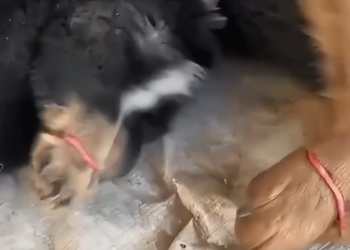 M0902006_The scared barking of this little dogcaught our attention, and then…#rescue#animals#puppy#dog#fyp