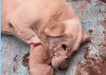 M0902007_The rescue gaze of this dog’s mother attracted me, and then…#rescue#animals#puppy#dog#fyp #artificialintelligence