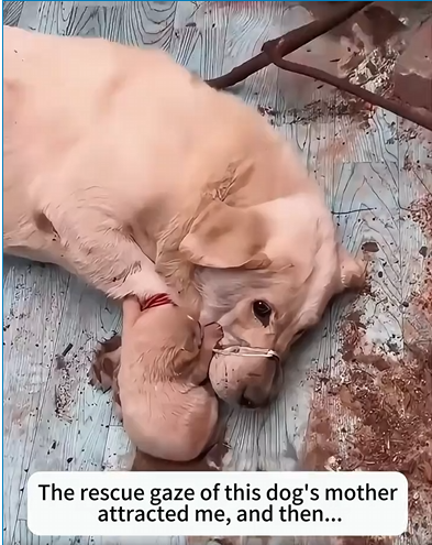 M0902007_The rescue gaze of this dog’s mother attracted me, and then…#rescue#animals#puppy#dog#fyp #artificialintelligence