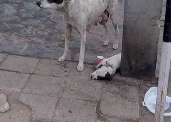 M0902008_Moms are the best 🥹❤️ (IG animalaid_india) #rescue #reacuedog