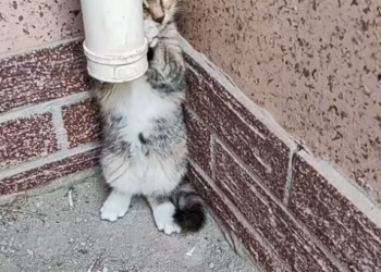 M0902009_I found a stray kitten trembling in the corner,and then…#rescue #animals #kitten