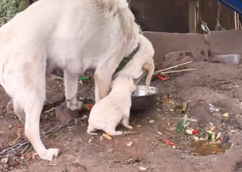 M0902012_I found a mother dog bullying her puppies to stop them from eating and then…#rescue #animals #puppy #dog