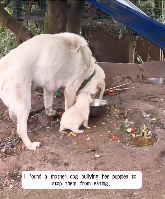 M0902012_I found a mother dog bullying her puppies to stop them from eating and then…#rescue #animals #puppy #dog