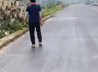 M0102007_On the way home from work, a man saw a stray puppy wandering on the side of the road_part2