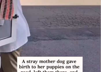 M0902013_A stray mother dog gave birth to her puppies on the road, left them there, and walked away and then…#animals #rescue #piggy #dog