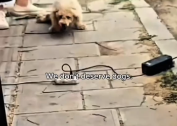 M0902014_I cried when I watched them 🥺❤️‍🩹 #dog #rescuedog #lovedogs #lovepositivity #hopecore