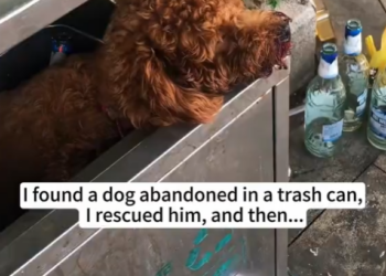 M0902016_I found a dog abandoned in a trash can,I rescued him, and then…❤️#dog #rescue #animalrescue #love #usa #fyp