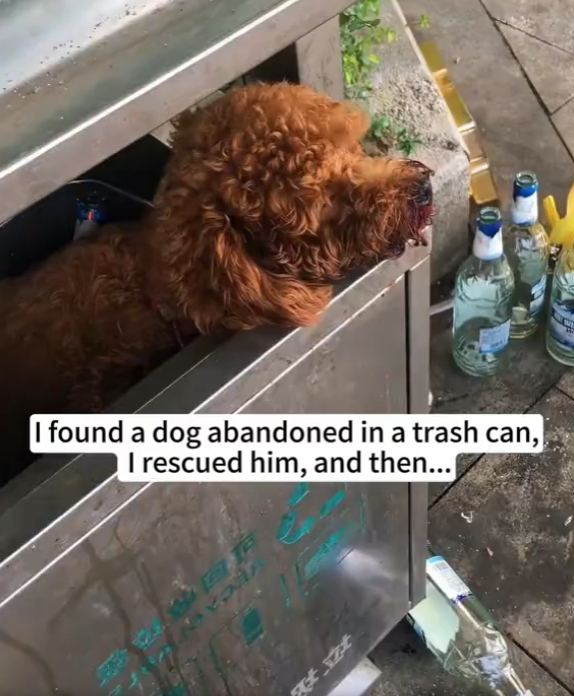 M0902016_I found a dog abandoned in a trash can,I rescued him, and then…❤️#dog #rescue #animalrescue #love #usa #fyp