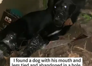 M0902018_I found a dog with his mouth andlegs tied and abandoned in a hole.l rescued him, and then…#dog #rescue #animalrescue #usa #fyp