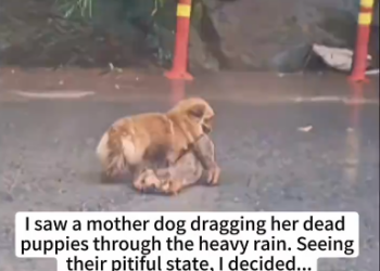 M0902019_I saw a mother dog dragging her dead puppies through the heavy rain. Seeing their pitiful state, I decided…❤️#dog #rescue #animalrescue #lo