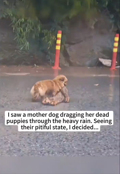 M0902019_I saw a mother dog dragging her dead puppies through the heavy rain. Seeing their pitiful state, I decided…❤️#dog #rescue #animalrescue #lo