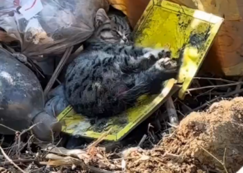M0902021_I saw a kitten stuck on a sticky mouse trap and abandoned in a garbage dump. I rescued him and then…❤️#cat #rescue #animalrescue #usa #fyp