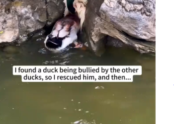 M0902022_I found a duck being bullied by the other ducks, so I rescued him, and then…❤️#duck #rescue #animalrescue #usa #fyp