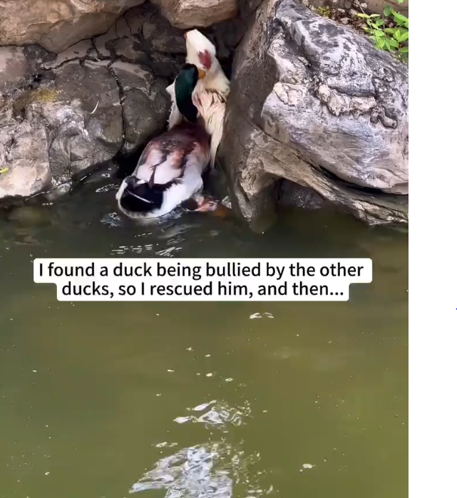 M0902022_I found a duck being bullied by the other ducks, so I rescued him, and then…❤️#duck #rescue #animalrescue #usa #fyp