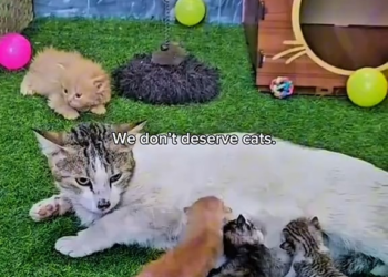 M0902025 Rescue cat family