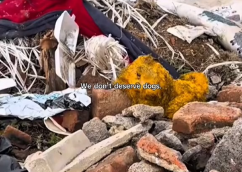 M0902026 Rescue the abandoned dog in the garbage dump 🥹😢 #tiktok #hopecore #puppy #hopwcuedog #pet