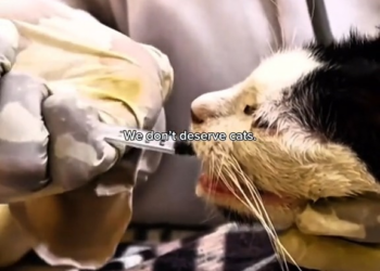 M0902027 Rescue cat family ❤️❤️❤️🙏🙏🙏#cats #rescuecat #animals #catsoftiktok #lovepositivity part2