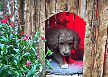 M0902031 true hero ❤️🥺 #humanity #salvandovidas #resgateanimal #seresdeluz #viral